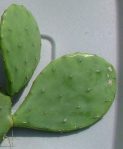 Opuntia anahuacensis, Bolivar Peninsula, TX