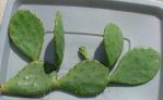 Opuntia anahuacensis, Bolivar Peninsula, TX