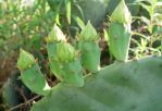 Opuntia anahuacensis, flower buds