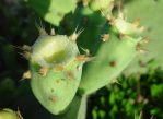 Opuntia anahuacensis, pericarpel/receptacle