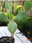 Opuntia anahuacensis, garden plant