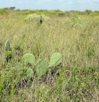 Opuntia anahuacensis, Galveston, TX