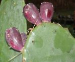 Opuntia anahuacensis, fruit