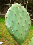 Opuntia anahuacensis, garden plant