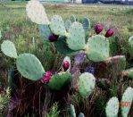 Opuntia anahuacensis, Galveston, TX