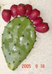 Opuntia anahuacensis, fruit may be stipitate or not