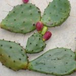 Opuntia anahuacensis with fruit