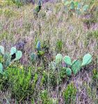 Opuntia anahuacensis, Galveston, TX