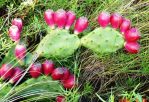 Opuntia anahuacensis, Galveston, TX