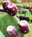 Opuntia anahuacensis fruit