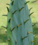 Opuntia anahuacensis leaves