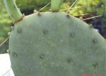 Opuntia anahuacensis, garden plant