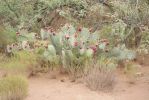 Opuntia angustata, Congress, AZ