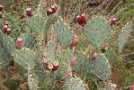 Opuntia angustata, Congress, AZ