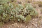 Opuntia angustata, Congress, AZ