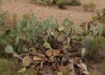 Opuntia angustata, Congress, AZ