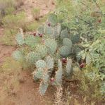 Opuntia angustata, Congress, AZ