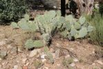 Opuntia angustata, Congress, AZ