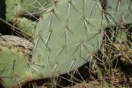 Opuntia angustata, Congress, AZ