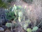 Opuntia angustata, Kingman, AZ