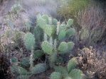 Opuntia angustata, Kingman, AZ