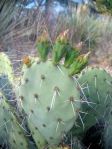 Opuntia angustata, Kingman, AZ