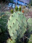 Opuntia angustata, Kingman, AZ