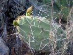 Opuntia angustata, Kingman, AZ