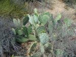 Opuntia angustata, Kingman, AZ