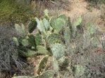 Opuntia angustata, Kingman, AZ