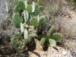 Opuntia angustata, Kingman, AZ