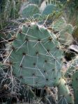 Opuntia angustata, Kingman, AZ