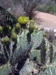 Opuntia angustata, Kingman, AZ