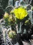 Opuntia angustata, Kingman, AZ