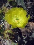 Opuntia angustata, Kingman, AZ