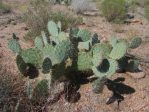 Opuntia angustata, Hualapai Mts, AZ