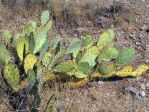 Opuntia angustata, near Superior, AZ