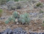 Opuntia angustata, Kingman, AZ