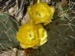 Opuntia angustata, garden plant, Nancy Hussey