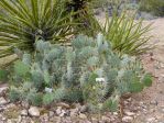 Opuntia angustata, garden plant, Nancy Hussey