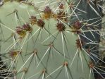 Opuntia angustata, garden plant, Nancy Hussey