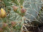 Opuntia angustata, flower buds, Nancy Hussey