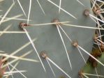 Opuntia angustata, spines, Nancy Hussey