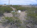 Opuntia arenaria habitat, Vinton, NM