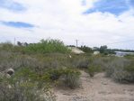 Opuntia arenaria habitat, Vinton, NM