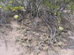 Opuntia arenaria, Vinton, NM