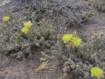 Opuntia arenaria, Vinton, NM