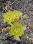 Opuntia arenaria