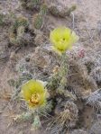 Opuntia arenaria