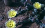 Opuntia arenaria, near El Paso, TX